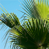 Sabal palm fruit extract - Eroprostin Composition